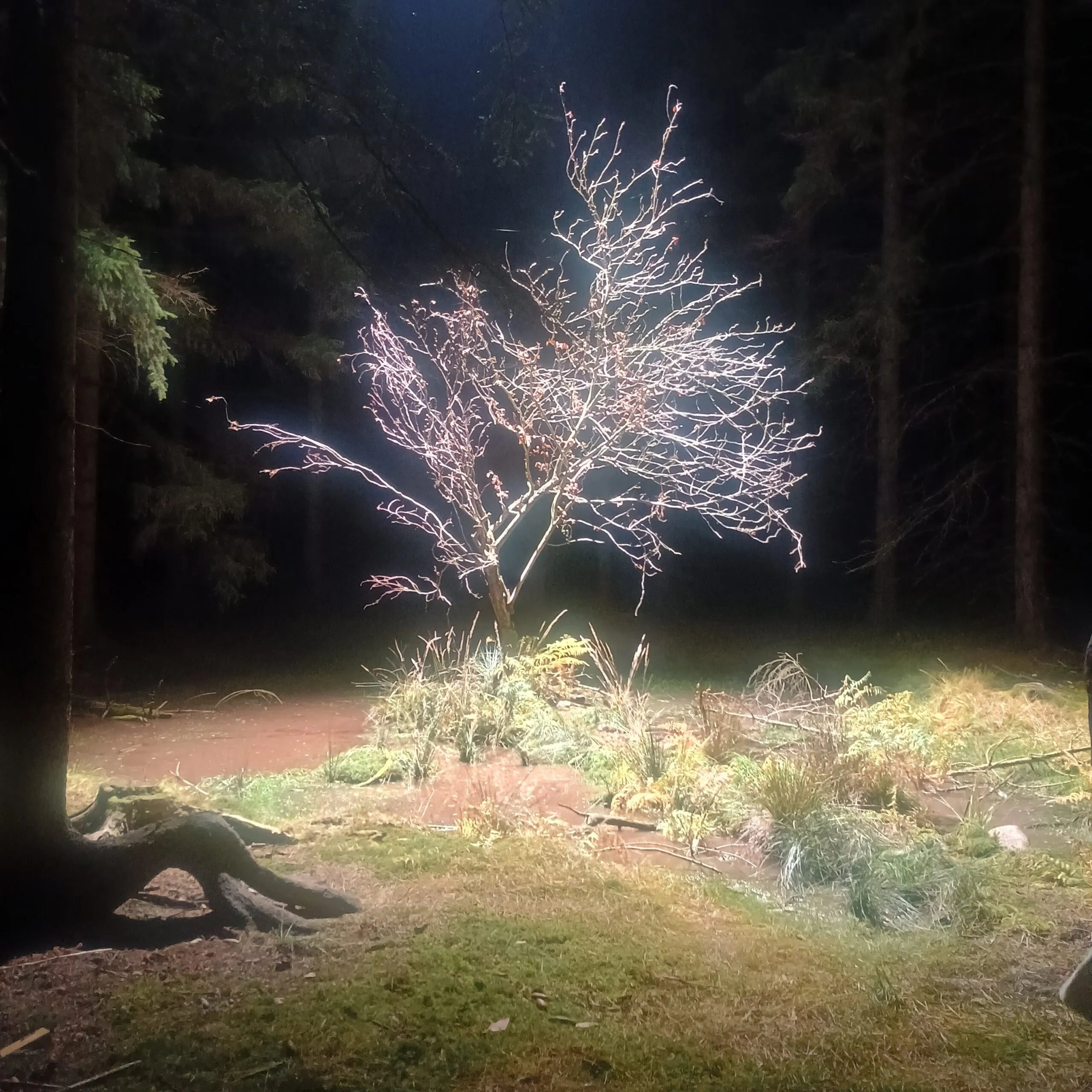 Vesna – Běžela jsem lesem